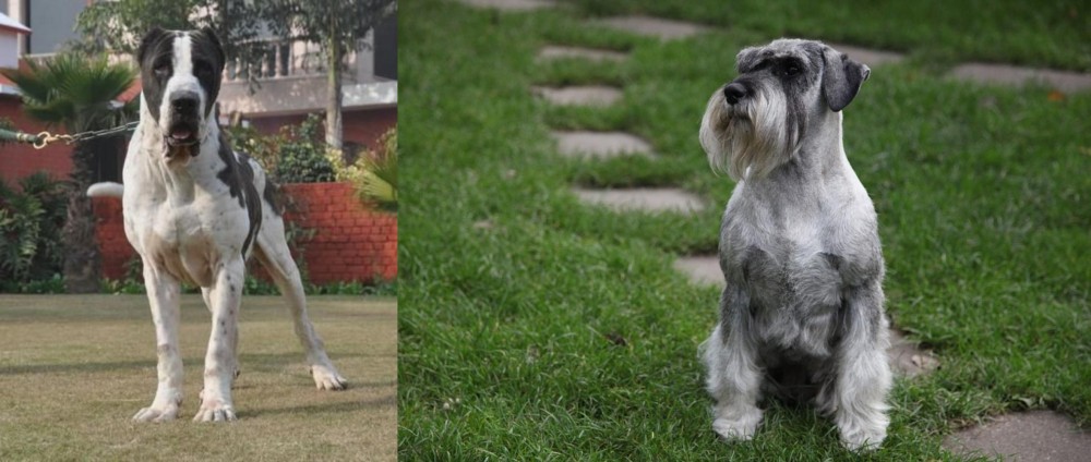 Standard Schnauzer vs Alangu Mastiff - Breed Comparison