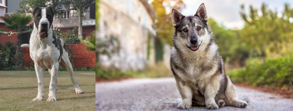 Swedish Vallhund vs Alangu Mastiff - Breed Comparison