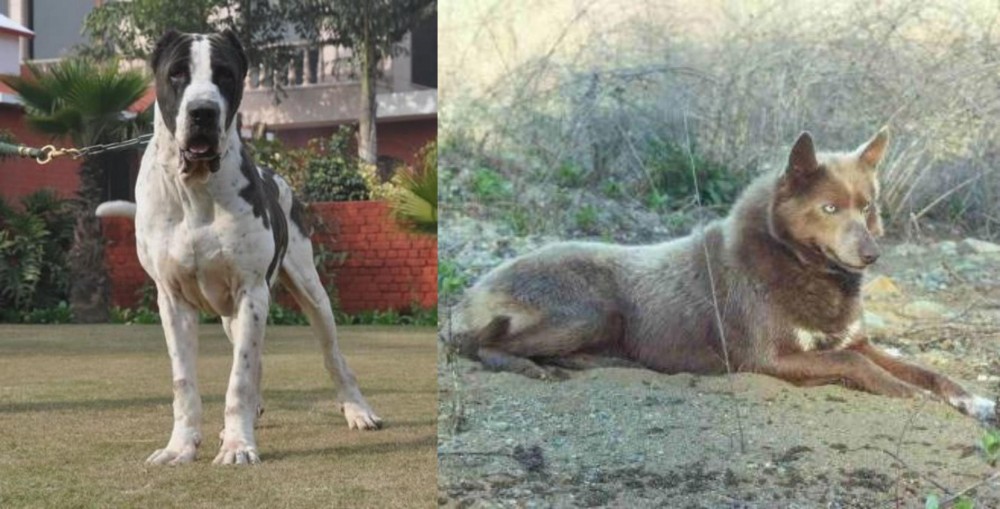Tahltan Bear Dog vs Alangu Mastiff - Breed Comparison