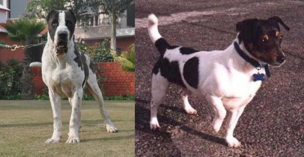 Teddy Roosevelt Terrier vs Alangu Mastiff - Breed Comparison