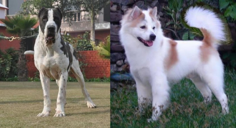 Thai Bangkaew vs Alangu Mastiff - Breed Comparison
