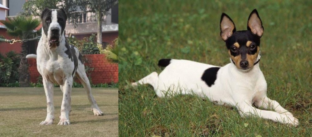 Toy Fox Terrier vs Alangu Mastiff - Breed Comparison