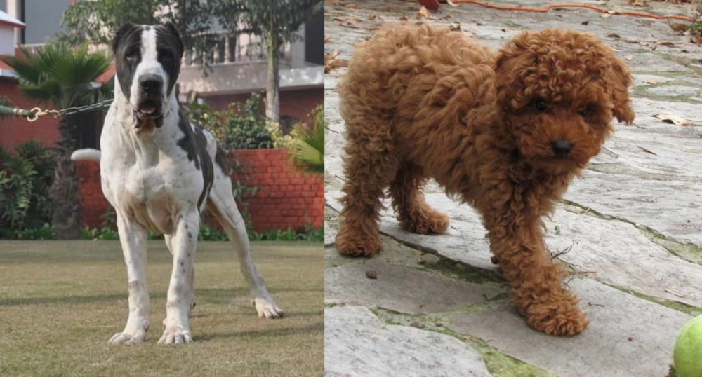 Toy Poodle vs Alangu Mastiff - Breed Comparison