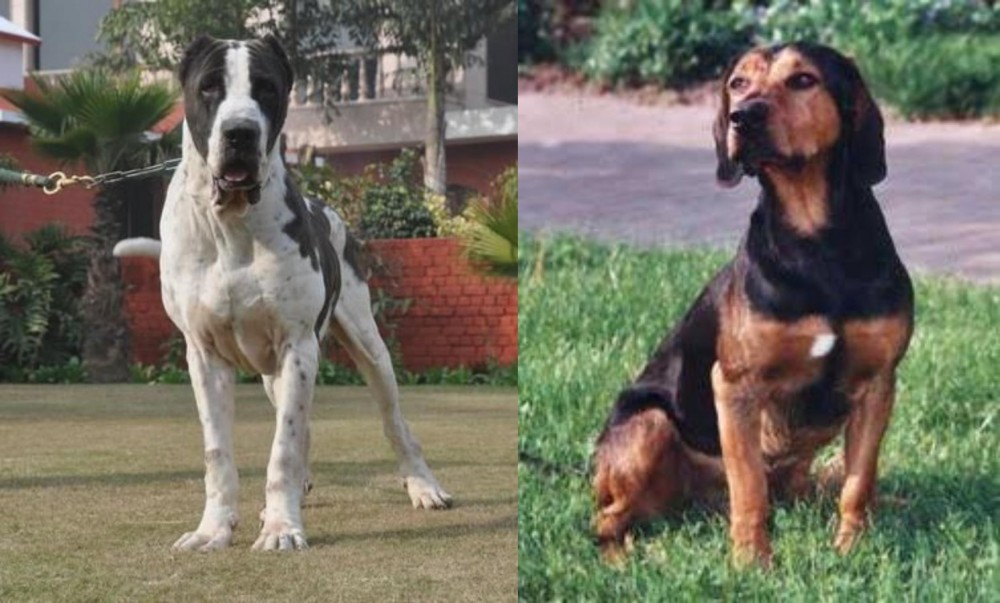 Tyrolean Hound vs Alangu Mastiff - Breed Comparison