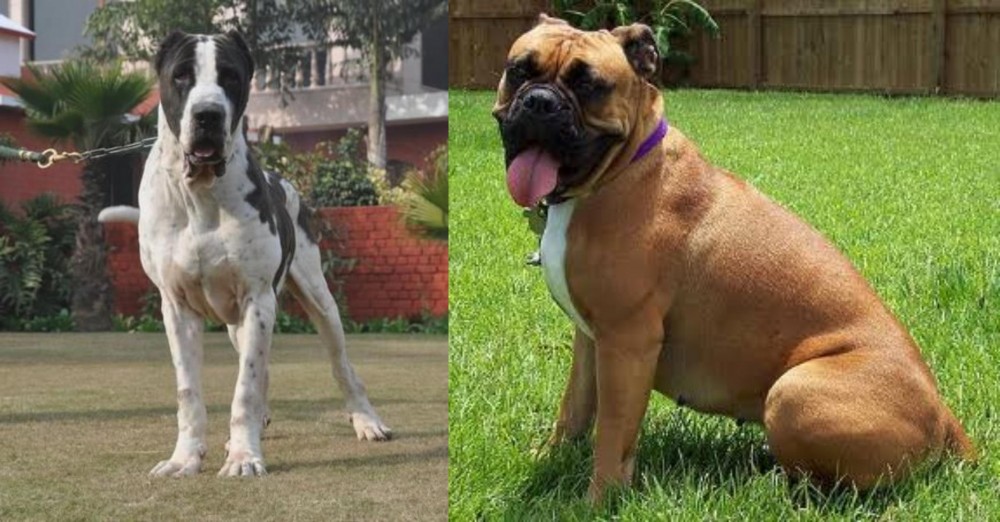Valley Bulldog vs Alangu Mastiff - Breed Comparison