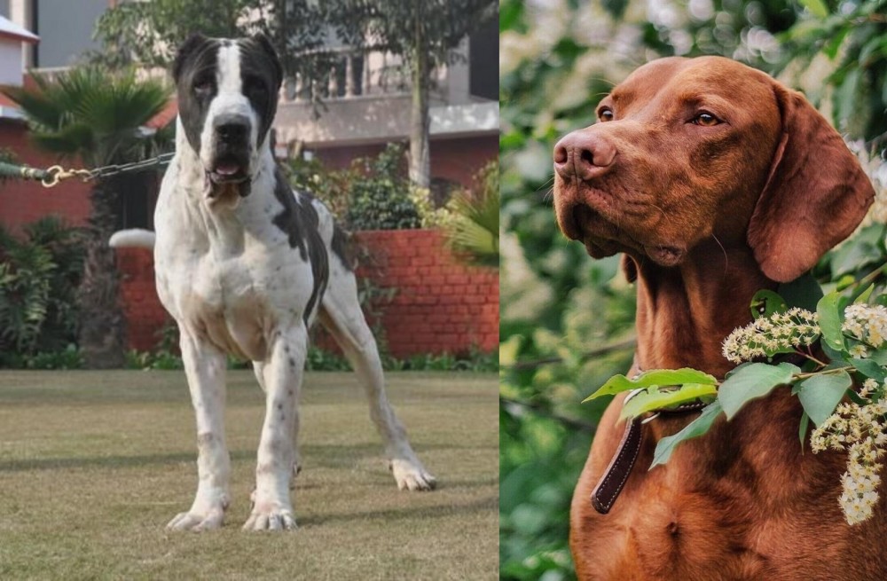 Vizsla vs Alangu Mastiff - Breed Comparison
