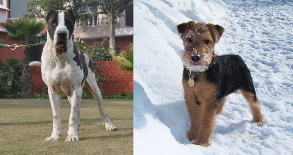 Welsh Terrier vs Alangu Mastiff - Breed Comparison