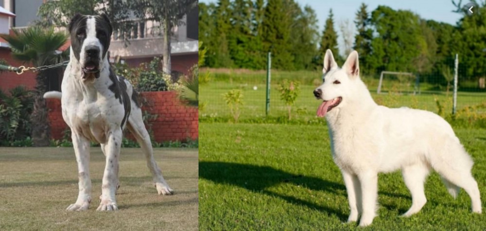 White Shepherd vs Alangu Mastiff - Breed Comparison