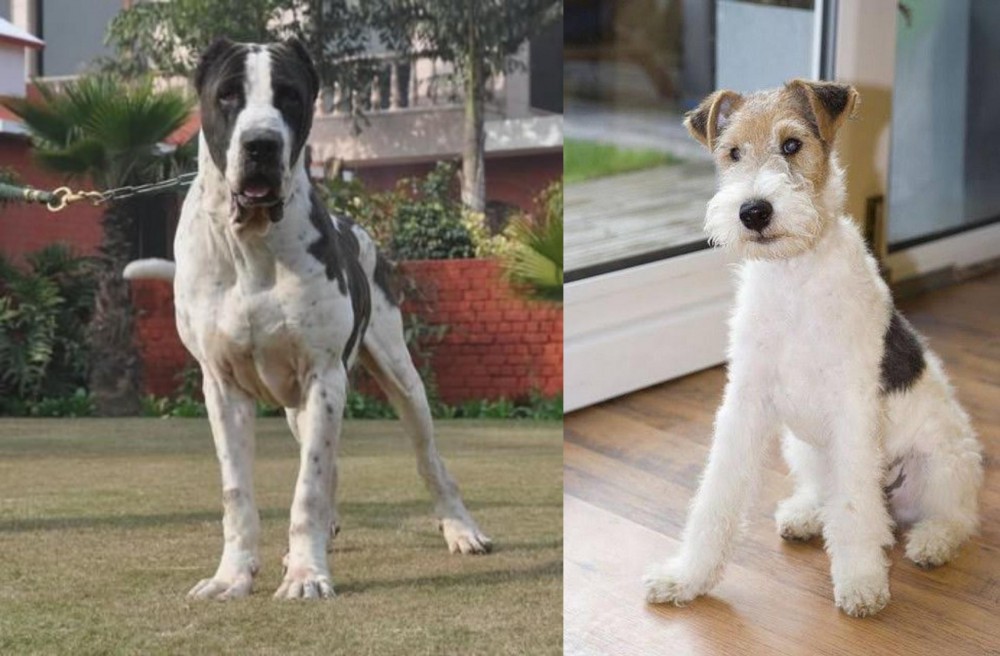 Wire Fox Terrier vs Alangu Mastiff - Breed Comparison