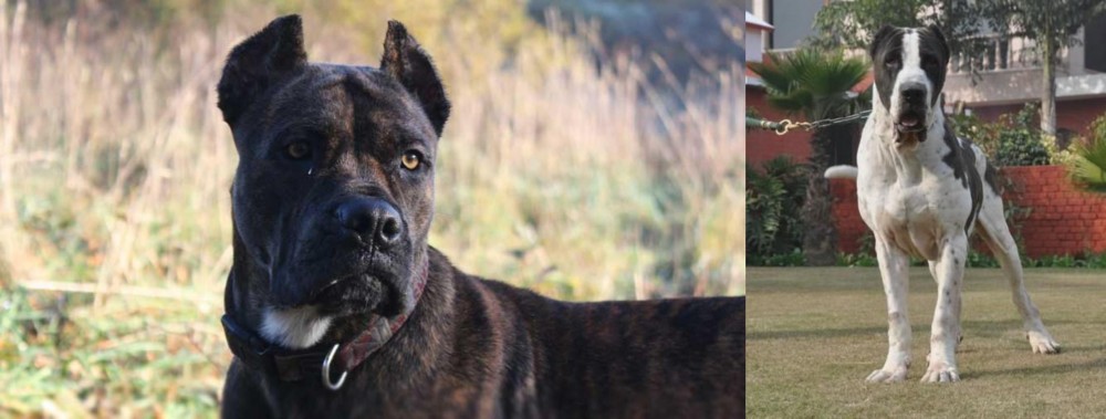 Alangu Mastiff vs Alano Espanol - Breed Comparison