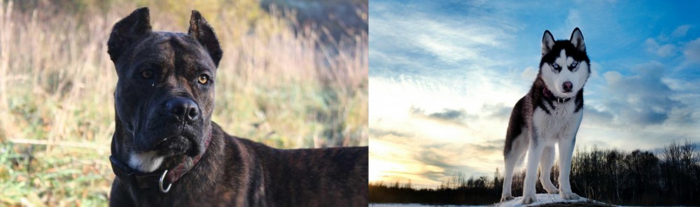 Alaskan Husky vs Alano Espanol - Breed Comparison