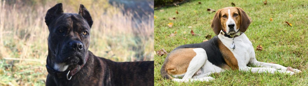 American English Coonhound vs Alano Espanol - Breed Comparison