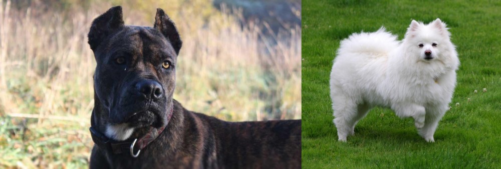 American Eskimo Dog vs Alano Espanol - Breed Comparison