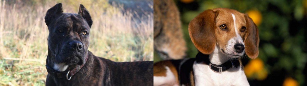 American Foxhound vs Alano Espanol - Breed Comparison