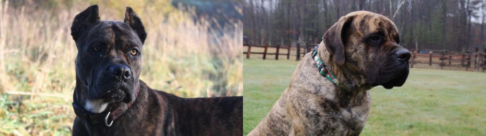 American Mastiff vs Alano Espanol - Breed Comparison
