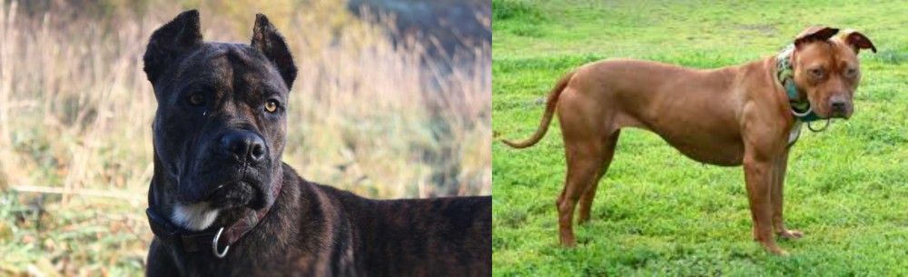 American Pit Bull Terrier vs Alano Espanol - Breed Comparison