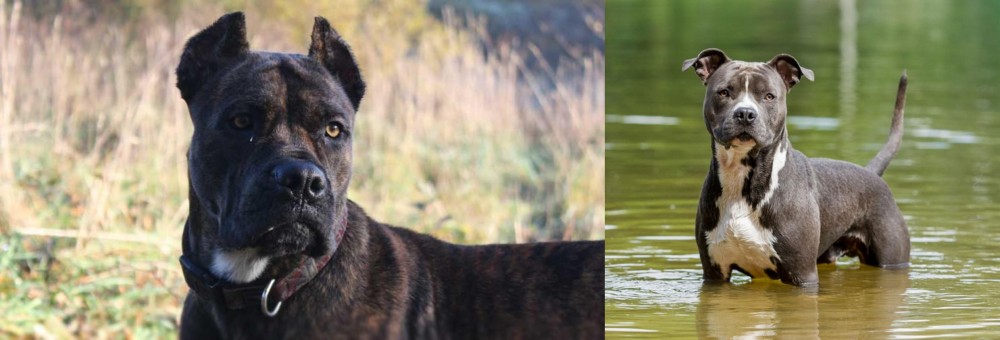 American Staffordshire Terrier vs Alano Espanol - Breed Comparison