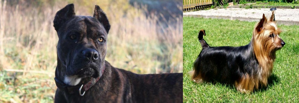 Australian Silky Terrier vs Alano Espanol - Breed Comparison