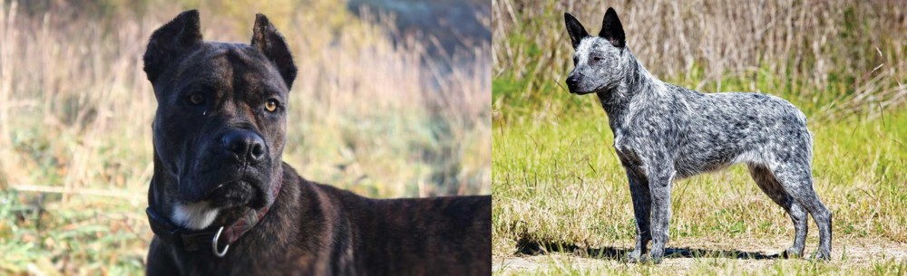 Australian Stumpy Tail Cattle Dog vs Alano Espanol - Breed Comparison