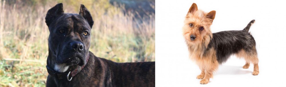 Australian Terrier vs Alano Espanol - Breed Comparison