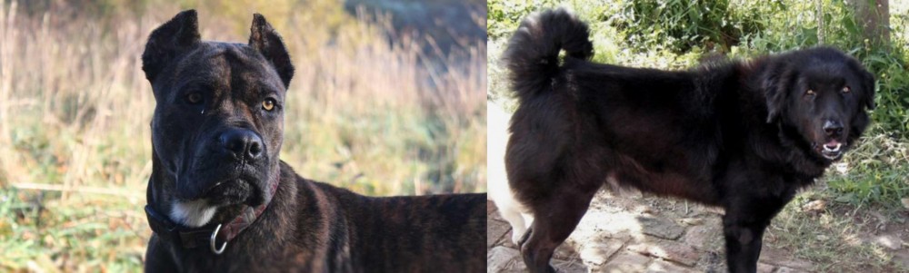 Bakharwal Dog vs Alano Espanol - Breed Comparison