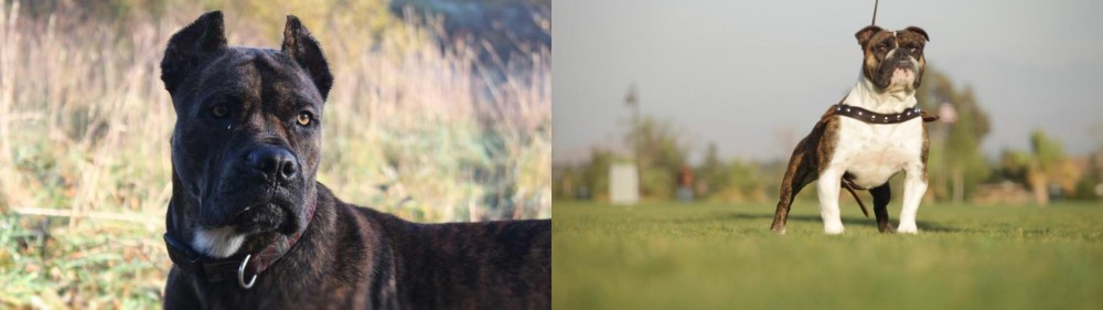 Bantam Bulldog vs Alano Espanol - Breed Comparison