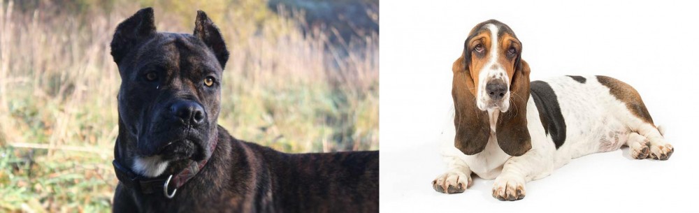 Basset Hound vs Alano Espanol - Breed Comparison