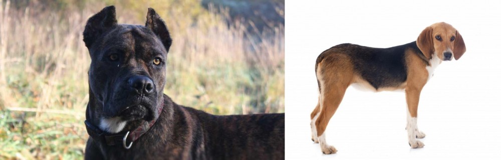 Beagle-Harrier vs Alano Espanol - Breed Comparison