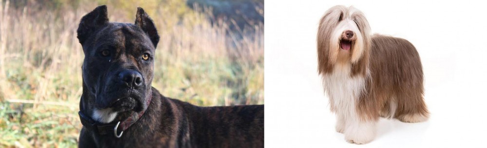 Bearded Collie vs Alano Espanol - Breed Comparison