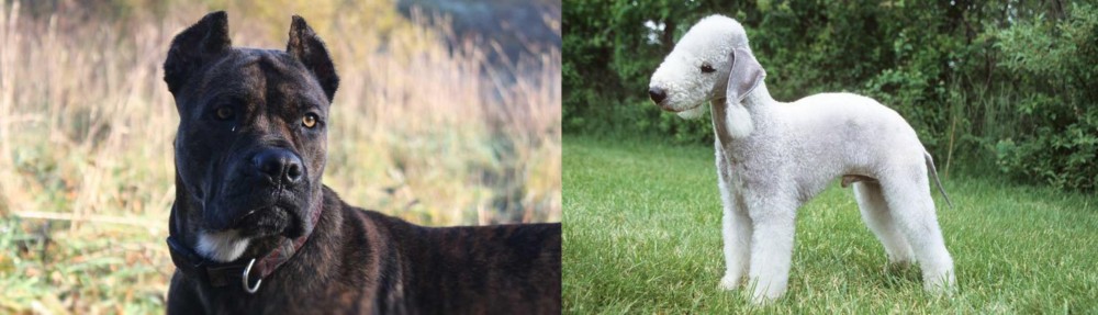 Bedlington Terrier vs Alano Espanol - Breed Comparison