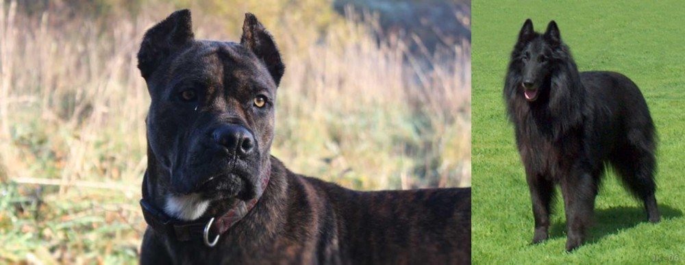 Belgian Shepherd Dog (Groenendael) vs Alano Espanol - Breed Comparison