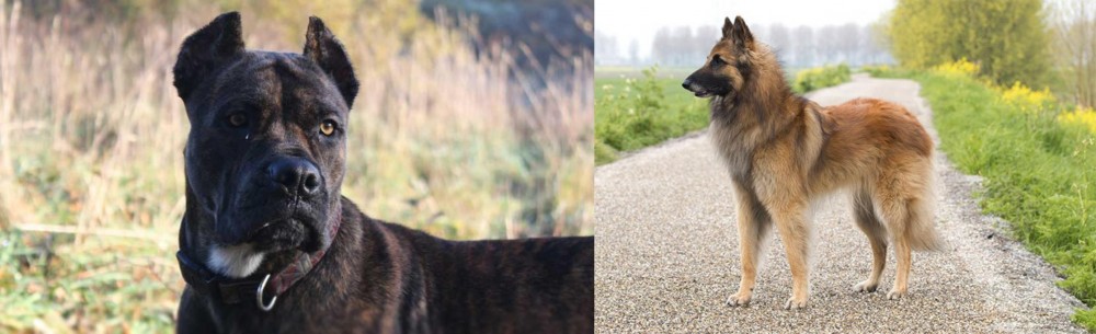 Belgian Shepherd Dog (Tervuren) vs Alano Espanol - Breed Comparison