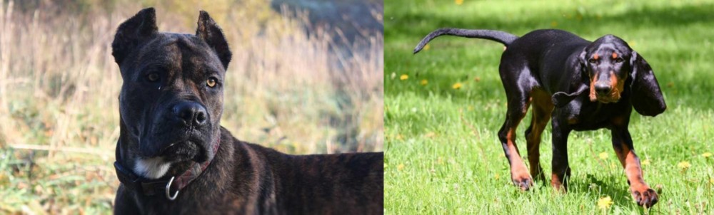 Black and Tan Coonhound vs Alano Espanol - Breed Comparison