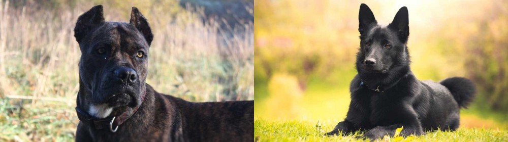 Black Norwegian Elkhound vs Alano Espanol - Breed Comparison