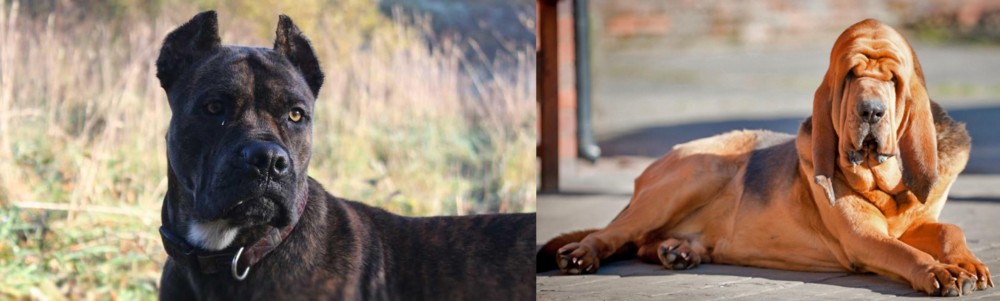 Bloodhound vs Alano Espanol - Breed Comparison