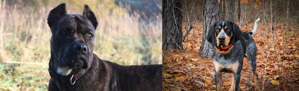 Bluetick Coonhound vs Alano Espanol - Breed Comparison