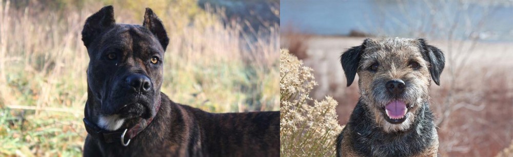 Border Terrier vs Alano Espanol - Breed Comparison