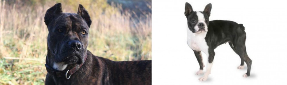 Boston Terrier vs Alano Espanol - Breed Comparison