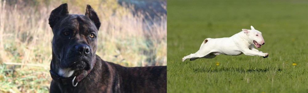 Bull Terrier vs Alano Espanol - Breed Comparison