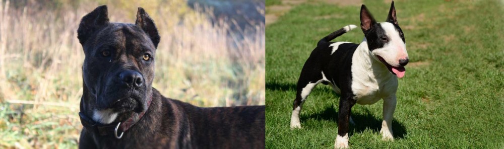 Bull Terrier Miniature vs Alano Espanol - Breed Comparison