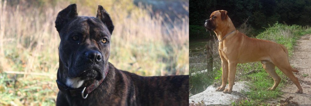 Bullmastiff vs Alano Espanol - Breed Comparison