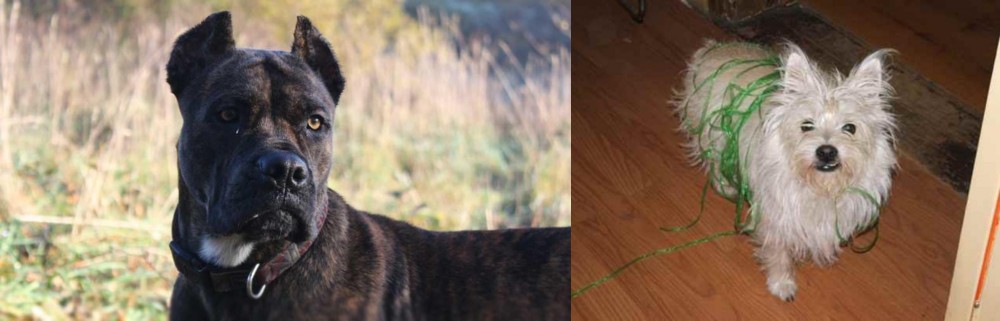 Cairland Terrier vs Alano Espanol - Breed Comparison