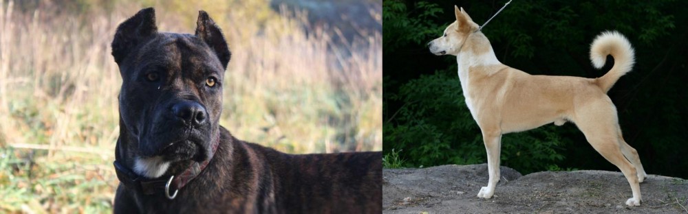 Canaan Dog vs Alano Espanol - Breed Comparison