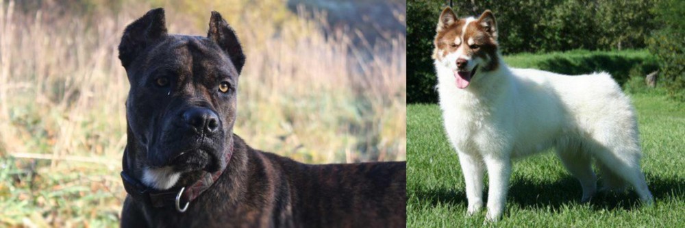 Canadian Eskimo Dog vs Alano Espanol - Breed Comparison