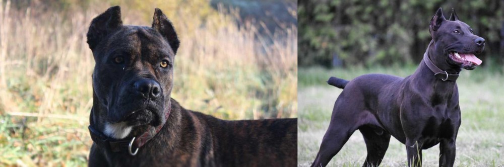Canis Panther vs Alano Espanol - Breed Comparison