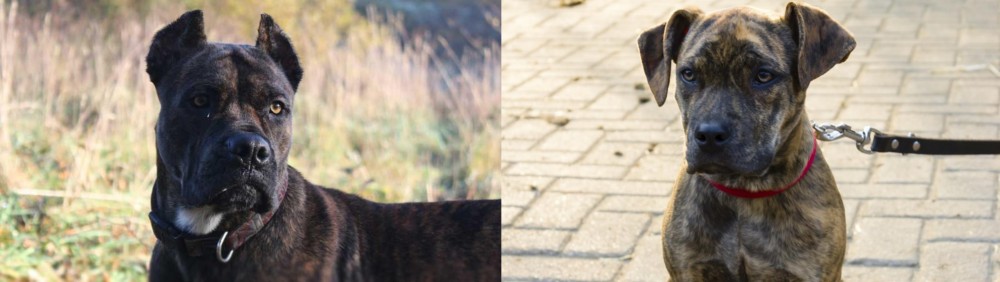 Catahoula Bulldog vs Alano Espanol - Breed Comparison