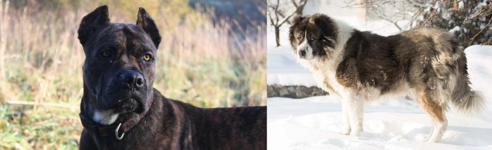 Caucasian Shepherd vs Alano Espanol - Breed Comparison