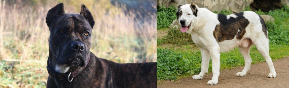 Central Asian Shepherd vs Alano Espanol - Breed Comparison