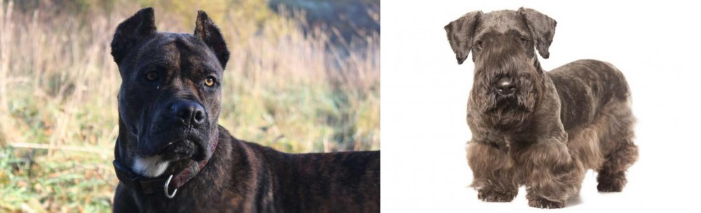 Cesky Terrier vs Alano Espanol - Breed Comparison