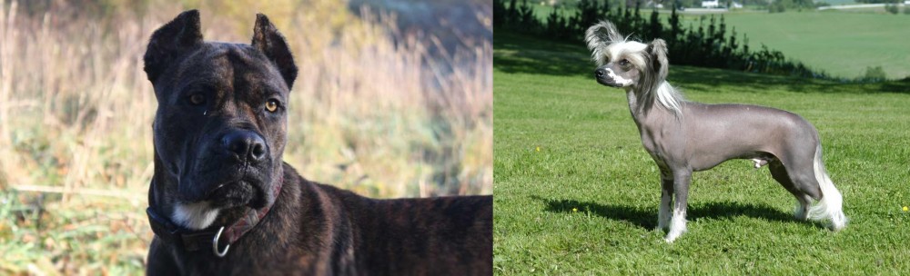 Chinese Crested Dog vs Alano Espanol - Breed Comparison
